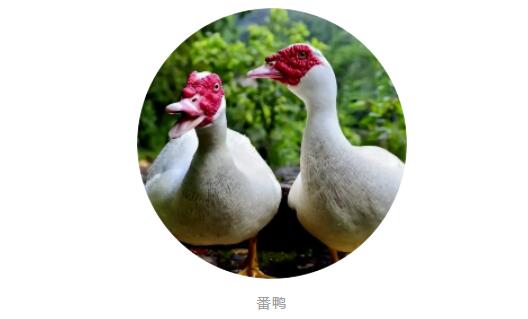 水禽課堂丨番鴨細(xì)小病毒病你了解多少？